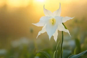 Seltener Orchideenfund im Vereinigten Königreich entdeckt