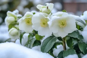 Diese Rose blüht auch im Winter
