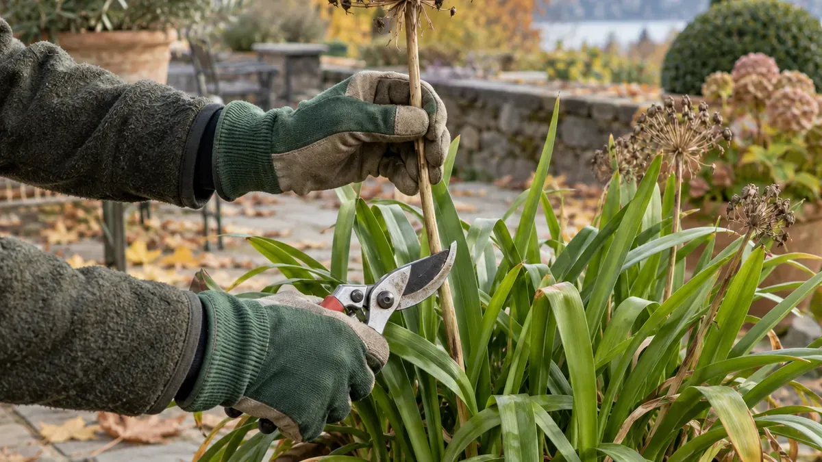 Fingerprobe zur Kontrolle der Bodenfeuchte bei einer überwinternden Schmucklilie