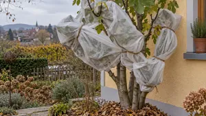 Ausgepflanzter Feigenbaum mit Mulch und Vlies neben einer Hauswand im Herbst