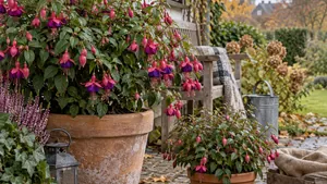 Fuchsie im Topf an einem geschützten Platz vor dem Winter